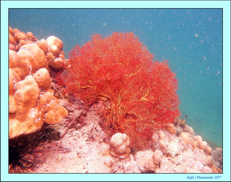 2012 - 03 - Koh Kradan 19